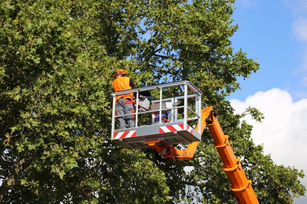 Professional Tree Service in Chualar, CA